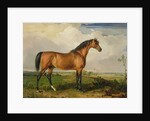 Eagle, a Celebrated Stallion by James Ward