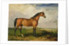 Eagle, a Celebrated Stallion by James Ward