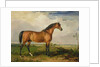 Eagle, a Celebrated Stallion by James Ward