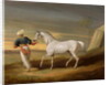 Signal, a grey Arab, with a Groom in the Desert by David of York Dalby