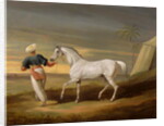 Signal, a grey Arab, with a Groom in the Desert by David of York Dalby