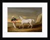 Signal, a grey Arab, with a Groom in the Desert by David of York Dalby