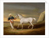 Signal, a grey Arab, with a Groom in the Desert by David of York Dalby