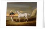 Signal, a grey Arab, with a Groom in the Desert by David of York Dalby