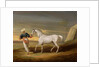 Signal, a grey Arab, with a Groom in the Desert by David of York Dalby