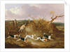Beagles in Full Cry, 1845 by John Dalby