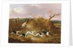 Beagles in Full Cry, 1845 by John Dalby