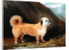 A Dandie Dinmont Terrier, 1848 by John E. Ferneley