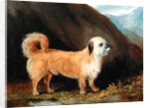 A Dandie Dinmont Terrier, 1848 by John E. Ferneley