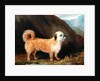 A Dandie Dinmont Terrier, 1848 by John E. Ferneley