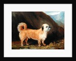 A Dandie Dinmont Terrier, 1848 by John E. Ferneley
