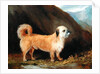 A Dandie Dinmont Terrier, 1848 by John E. Ferneley