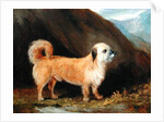 A Dandie Dinmont Terrier, 1848 by John E. Ferneley