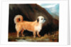 A Dandie Dinmont Terrier, 1848 by John E. Ferneley