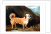 A Dandie Dinmont Terrier, 1848 by John E. Ferneley