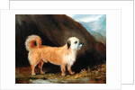 A Dandie Dinmont Terrier, 1848 by John E. Ferneley