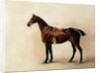 Study of a Saddled Bay Hunter, 1828 by John E. Ferneley