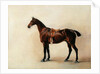 Study of a Saddled Bay Hunter, 1828 by John E. Ferneley