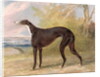 One of George Lane Fox's Winning Greyhounds: the Black and White Greyhound Bitch, Juno, also known as Elizabeth, 1822 by George Garrard