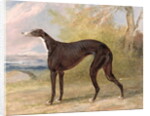 One of George Lane Fox's Winning Greyhounds: the Black and White Greyhound Bitch, Juno, also known as Elizabeth, 1822 by George Garrard