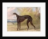 One of George Lane Fox's Winning Greyhounds: the Black and White Greyhound Bitch, Juno, also known as Elizabeth, 1822 by George Garrard