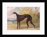 One of George Lane Fox's Winning Greyhounds: the Black and White Greyhound Bitch, Juno, also known as Elizabeth, 1822 by George Garrard