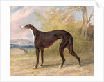One of George Lane Fox's Winning Greyhounds: the Black and White Greyhound Bitch, Juno, also known as Elizabeth, 1822 by George Garrard