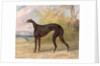 One of George Lane Fox's Winning Greyhounds: the Black and White Greyhound Bitch, Juno, also known as Elizabeth, 1822 by George Garrard