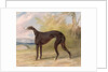 One of George Lane Fox's Winning Greyhounds: the Black and White Greyhound Bitch, Juno, also known as Elizabeth, 1822 by George Garrard