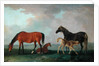 Mares and Foals by Sawrey Gilpin