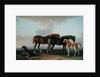 Mares and Foals by Sawrey Gilpin