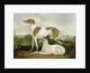 Two Greyhounds in a Landscape by Charles Hancock