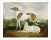 Two Greyhounds in a Landscape by Charles Hancock