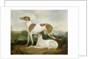 Two Greyhounds in a Landscape by Charles Hancock