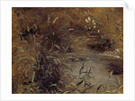 Rushes by a Pool, c.1821 by John Constable