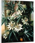 Blue Passion Flower for the 'Temple of Flora' by Robert Thornton, 1800 by Philip Reinagle
