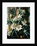 Blue Passion Flower for the 'Temple of Flora' by Robert Thornton, 1800 by Philip Reinagle