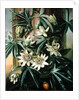 Blue Passion Flower for the 'Temple of Flora' by Robert Thornton, 1800 by Philip Reinagle