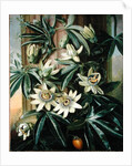 Blue Passion Flower for the 'Temple of Flora' by Robert Thornton, 1800 by Philip Reinagle