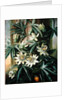 Blue Passion Flower for the 'Temple of Flora' by Robert Thornton, 1800 by Philip Reinagle