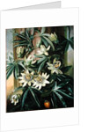 Blue Passion Flower for the 'Temple of Flora' by Robert Thornton, 1800 by Philip Reinagle