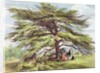 The Lebanon Cedar Tree in the Arboretum, Kew Gardens, plate 21 from 'Kew Gardens: A Series of Twenty-Four Drawings on Stone' by George Ernest (after) Papendiek