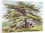 The Lebanon Cedar Tree in the Arboretum, Kew Gardens, plate 21 from 'Kew Gardens: A Series of Twenty-Four Drawings on Stone' by George Ernest (after) Papendiek