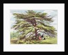 The Lebanon Cedar Tree in the Arboretum, Kew Gardens, plate 21 from 'Kew Gardens: A Series of Twenty-Four Drawings on Stone' by George Ernest (after) Papendiek