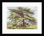 The Lebanon Cedar Tree in the Arboretum, Kew Gardens, plate 21 from 'Kew Gardens: A Series of Twenty-Four Drawings on Stone' by George Ernest (after) Papendiek