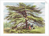 The Lebanon Cedar Tree in the Arboretum, Kew Gardens, plate 21 from 'Kew Gardens: A Series of Twenty-Four Drawings on Stone' by George Ernest (after) Papendiek