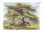 The Lebanon Cedar Tree in the Arboretum, Kew Gardens, plate 21 from 'Kew Gardens: A Series of Twenty-Four Drawings on Stone' by George Ernest (after) Papendiek