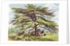 The Lebanon Cedar Tree in the Arboretum, Kew Gardens, plate 21 from 'Kew Gardens: A Series of Twenty-Four Drawings on Stone' by George Ernest (after) Papendiek