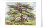 The Lebanon Cedar Tree in the Arboretum, Kew Gardens, plate 21 from 'Kew Gardens: A Series of Twenty-Four Drawings on Stone' by George Ernest (after) Papendiek
