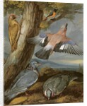 Jay, Green Woodpecker, Pigeons and Redstart, c.1650 by Francis Barlow